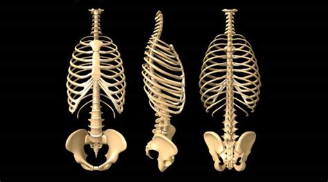 Anatomy Of The Human Rib Cage Dr Karen Hudes Chiropractor