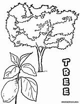 Tree Lemon Coloring Getdrawings Drawing Pages sketch template