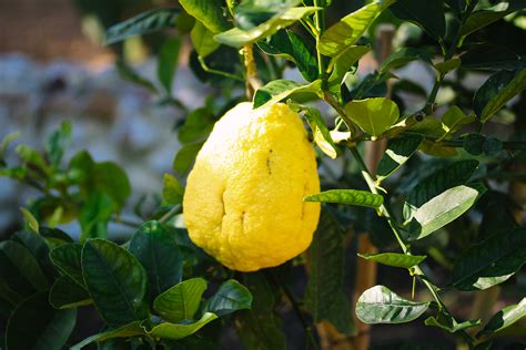 rediscovering  citron fruit tree babylonstoren harvests