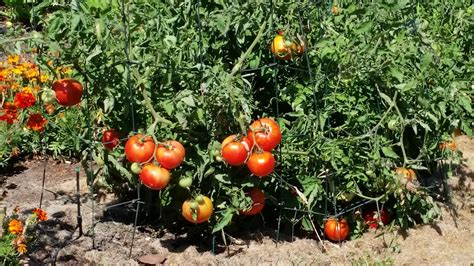 growing tomatoes ashland garden club