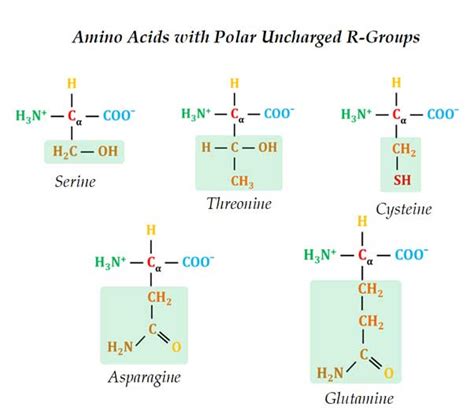 classification  amino acids  biochemistry easybiologyclass