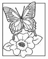 Colorat Fluture Planse Desene Insecte sketch template
