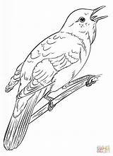 Nightingale Usignolo Nachtigall Ausmalbild Zum Supercoloring Zeichnen sketch template