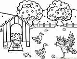 Coloring Farm Pages Red Hen Printable Little Animals Turkey Chickens Farmer Coloriage Poule Animal Henhouse Colouring Sheet La Sheets Roosters sketch template