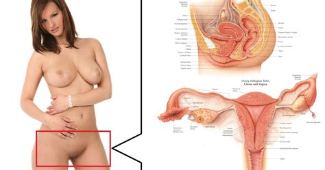 Healty Human Sex Female Reproductive System