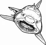 Coloring Pages Jaws Shark Hungry Mouth Open Drawing Strong Getdrawings Getcolorings Find Color sketch template