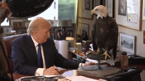 trump eagle gifs find share  giphy