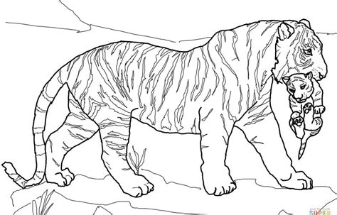 tiger coloring pages  adults  getdrawings