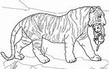 Tiger Coloring Pages Printable Adults Color Fancy Standing Getdrawings Getcolorings sketch template