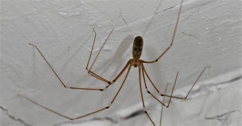 sex crazed daddy long legs are about to invade your home