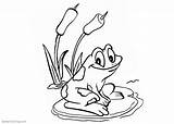 Pond Frog Coloring Pages Sit Lily Water Printable Kids Color sketch template