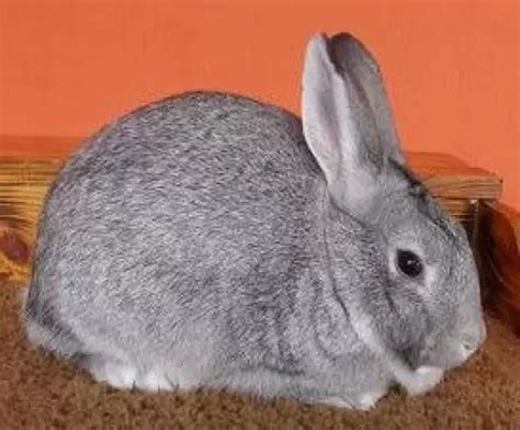 standard chinchilla rabbit breed rabbits