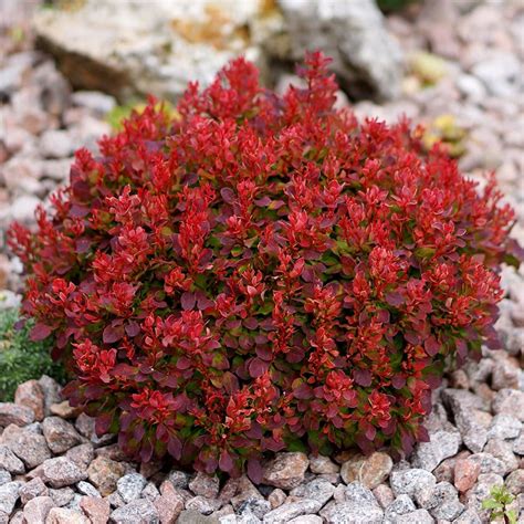 Buy Barberry Berberis Thunbergii Lutin Rouge Pbr £17 99 Delivery By