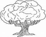 Drzewo Kolorowania Kolorowanka Druku Liściaste Drukowanka Drzewa Drukowania Którym Będzie Możecie Pomalować Zadaniem Dzisiaj Obrazka Waszym Znajduje Staranne Kontury sketch template
