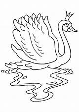 Swan Coloring Pages Books sketch template