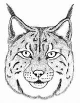 Lynx Eurasian Draw Teemill Tufts sketch template