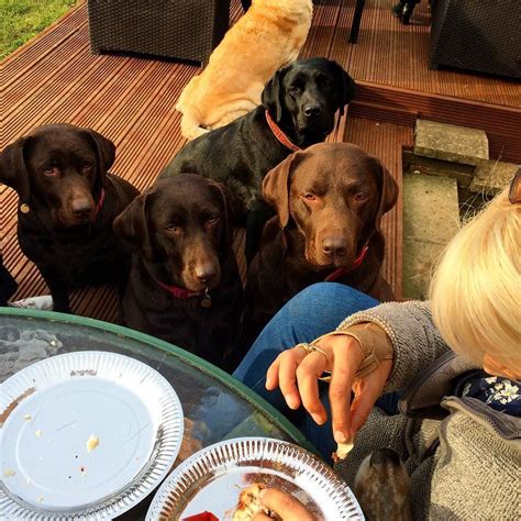 Who S The Smartest Labrador The 4 Begging Of One Human Or Toby