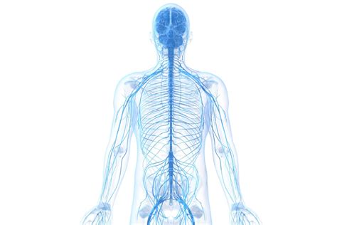 learn   peripheral nervous system
