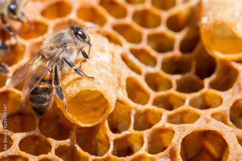 bees work near the larva of the queen bee royal jelly in queen cell