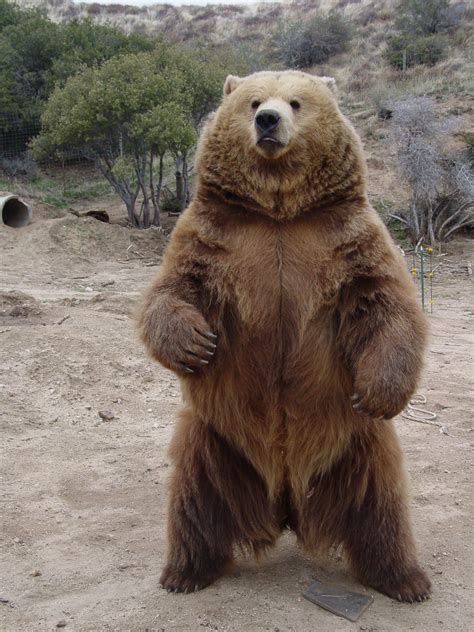 giant grizzly bear standing