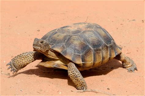 picture    desert tortoise gopherus agassizii pictures images