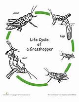 Life Cycle Grasshopper Coloring Color Worksheets Animal Preschool Worksheet Cycles Activities Grasshoppers Science Education Insect Grade Animals Insects Bugs Circle sketch template