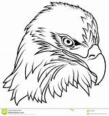 Eagle Bald Head Drawing Easy Stock Vector Illustration Outline Coloring Eagles Fledgling Getdrawings American Alamy sketch template