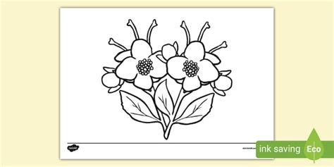 jasmine flower colouring page colouring pages twinkl
