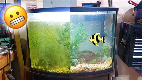 clean  fish tank youtube