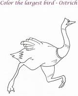 Ostrich Activity sketch template