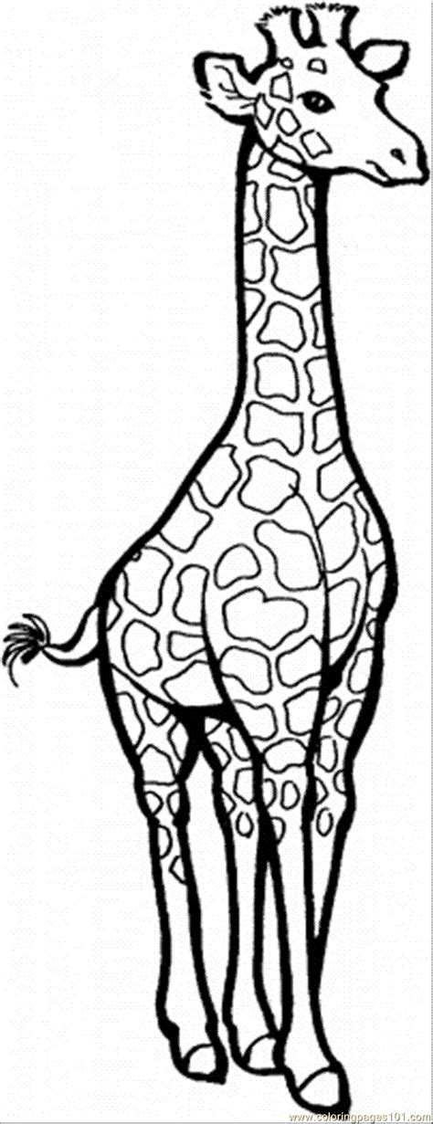 loading giraffe coloring pages giraffe colors giraffe drawing