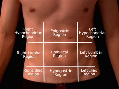 abdomen wikiradiography