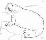 Seal Coloring Pages Elephant Harp Seals Southern Printable Drawing Leopard Color Clipart Getcolorings Sheet Getdrawings Popular sketch template