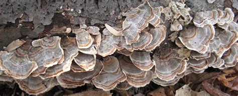 gary lincoff medicinal mushrooms