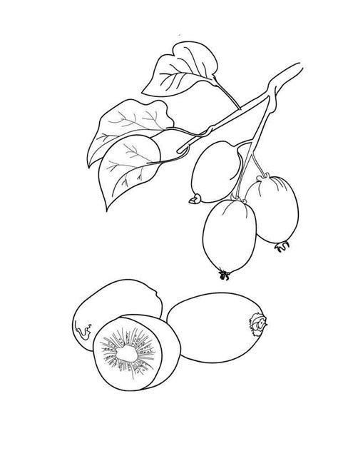 kiwi bird coloring pages  kiwi nz mindfulness colouring page