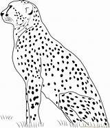 Cheetah Coloring Resting Coloringpages101 Pages sketch template