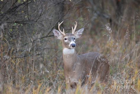 point buck  photograph  david murray