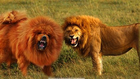 dogs    lions pethelpful