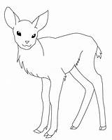 Deer Coloring Pages Printable Baby Kids Line Head Drawing Buck Doe Color Outline Adult Print Sheets Antler Getcolorings Drawings Popular sketch template