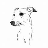 Greyhound Italian Print Dog Menna Sketch Made Framed Jenkins Notonthehighstreet Prints Paintingvalley sketch template
