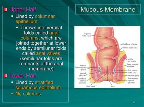 ppt anal canal anal triangle and ischiorectal fossa powerpoint presentation id 4881222