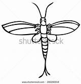 Mayfly Clipart Icon Insect Clipground Stock Shutterstock sketch template