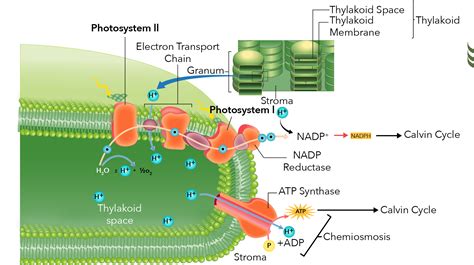 powers  atp synthase enzyme   light dependent reactions
