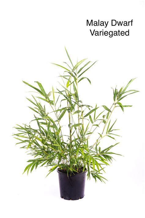malay dwarf variegated bambusa heterostachya variegated byronbaybamboo