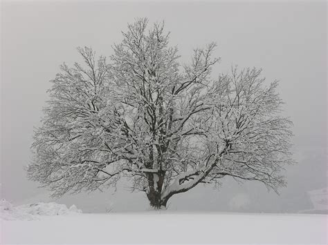 winter baum winterlich kostenloses foto auf pixabay