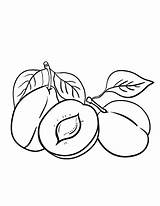 Plum Coloring Pages Clipart Fruit Colouring Color Printable Sheets Para Fruits Drawings Outline Food Tree Drawing Template Coloringcafe Kids Books sketch template