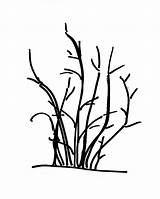 Shrub Drawing Plant Flowering Train Into Ornamental Multi Distinctive Tree Getdrawings Preview Stemmed July sketch template