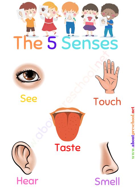 kindergarten  senses worksheets  preschool