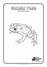 Coloring Pages Cool Toad Golden Amphibians Rectangle Reptiles Getcolorings Color sketch template