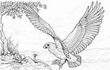 Adler Bald Osprey Pescatore Falco Aquila Aguila Harpy Cazando Eagles Malvorlagen Serpente Animal Attacca Kleurplaten Schlange Stampare Ausdrucken Animales Aigle sketch template